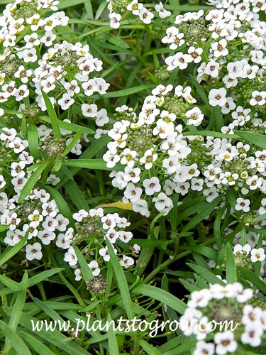 Alyssum Carpet of Snow (Lobularia maritima)